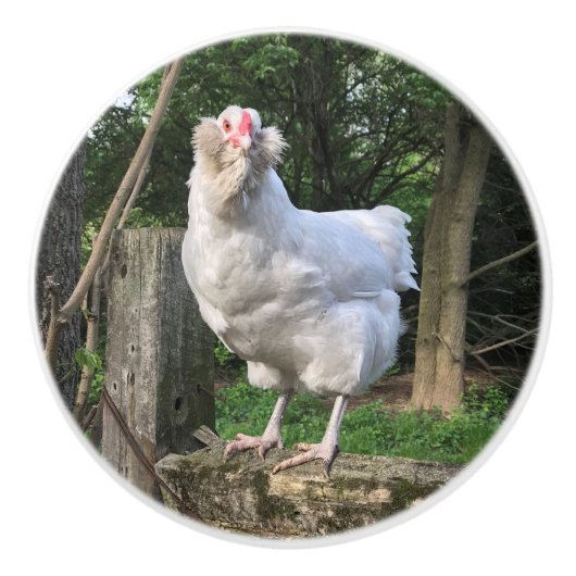 Snowy the Ameraucana hen- left keukenknob pull Keramische Knop (Voorkant)