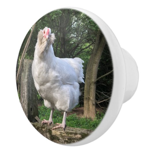 Snowy the Ameraucana hen- left keukenknob pull Keramische Knop (Rechts)