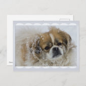 Snowy Tibetan Spaniel CC0136 Briefkaart (Voorkant / Achterkant)