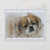 Snowy Tibetan Spaniel CC0136 Briefkaart (Voorkant)