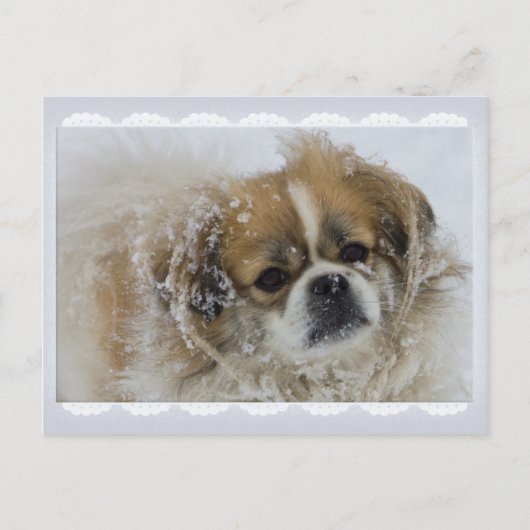 Snowy Tibetan Spaniel CC0136 Briefkaart (Voorkant)