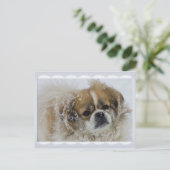 Snowy Tibetan Spaniel CC0136 Briefkaart (Staand voorkant)