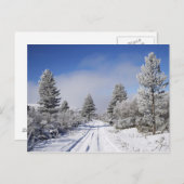 Snowy Track and Pine Trees, Cambrians, bij St. Briefkaart (Voorkant / Achterkant)