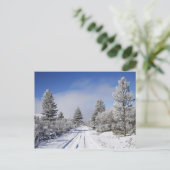 Snowy Track and Pine Trees, Cambrians, bij St. Briefkaart (Staand voorkant)