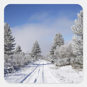 Snowy Track and Pine Trees, Cambrians, bij St. Vierkante Sticker