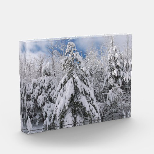 Snowy Trees Fotoblokken (Links)