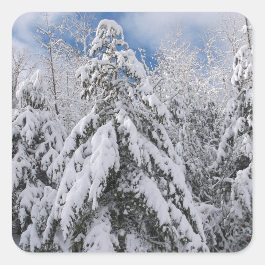Snowy Trees Vierkante Sticker (Voorkant)