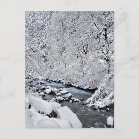 Snowy white creek schilderachtig, Oregon Briefkaart (Voorkant)