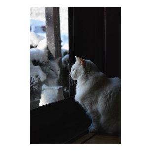 Snowy White Kat Foto Afdruk