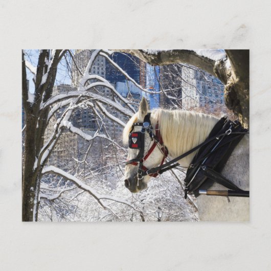 Snowy Winter Carriage Horse in Central Park Briefkaart (Voorkant)