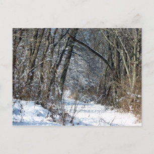 Snowy Woods Postcard Briefkaart