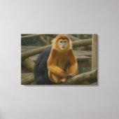 Snub-Nosed Monkey in Woodland Refuge Canvas Afdruk (Voorkant)