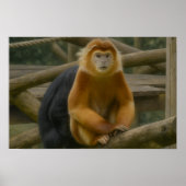 Snub-Nosed Monkey in Woodland Refuge Poster (Voorkant)