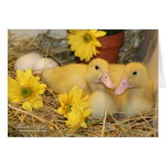Snuggable Ducklings