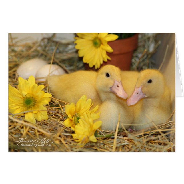 Snuggable Ducklings (Voorkant Horizontaal)