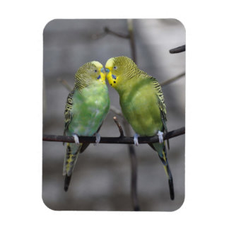 Snuggable paar boedgies magneet