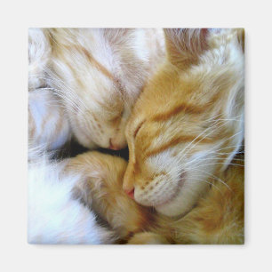 Snuggle Kittens Magnet