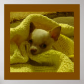 Snuggled Chihuahua Puppy Poster (Voorkant)