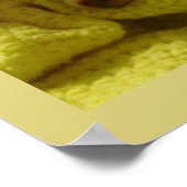 Snuggled Chihuahua Puppy Poster (Hoek)