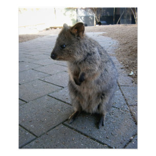 Snuggles in Australië: een knuffelgrijze quokka Foto Afdruk