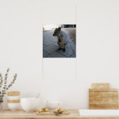 Snuggles in Australië: een knuffelgrijze quokka Poster (Keuken)