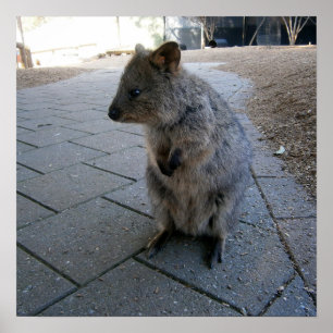 Snuggles in Australië: een knuffelgrijze quokka Poster