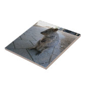 Snuggles in Australië: een knuffelgrijze quokka Tegeltje (Zijkant)