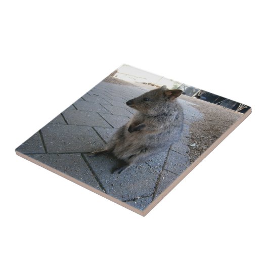 Snuggles in Australië: een knuffelgrijze quokka Tegeltje (Zijkant)