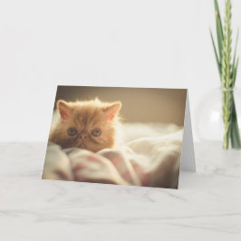 Snuggley Persian Kitten krijgt een boorput Kaart