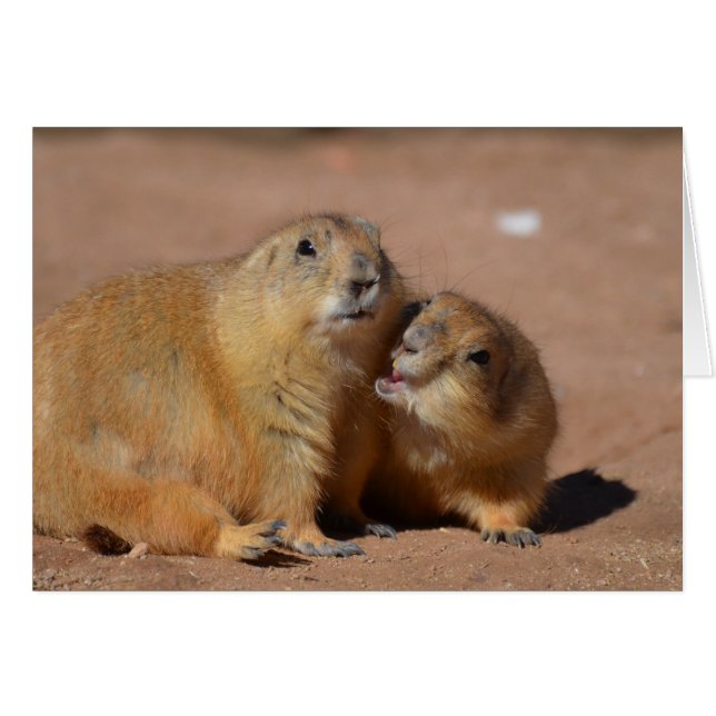 Snuggling Prairie Dogs (Voorkant Horizontaal)