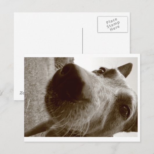 snuit briefkaart (Voorkant / Achterkant)