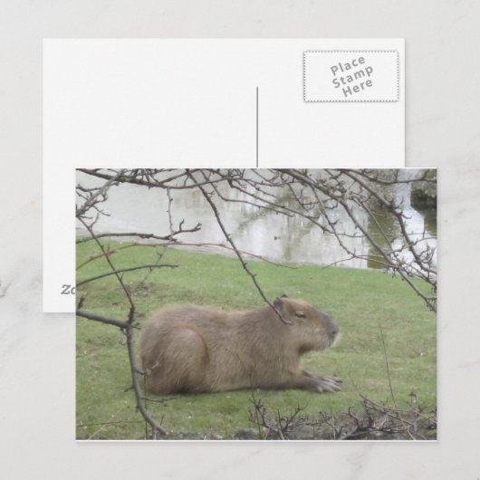 So süß der Riesennnager Briefkaart (Voorkant / Achterkant)