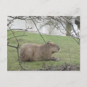 So süß der Riesennnager Briefkaart