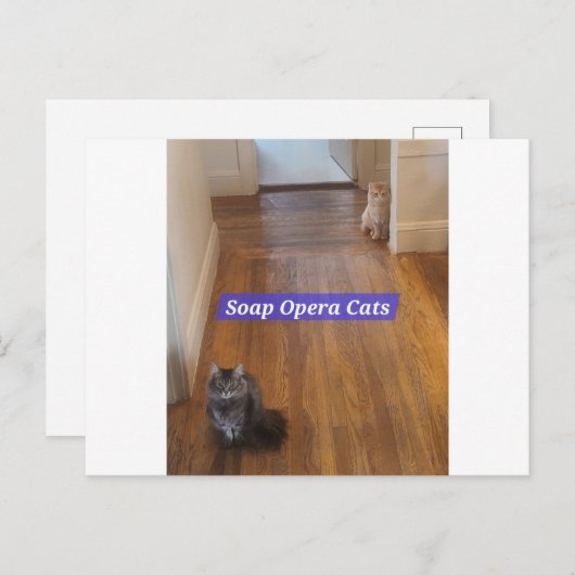 Soap Opera Cats Briefkaart (Voorkant / Achterkant)