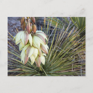 Soaptree Yucca Bloemen in de boven Missouri Briefkaart