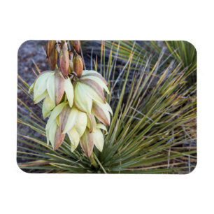 Soaptree Yucca Bloemen in de boven Missouri Magneet