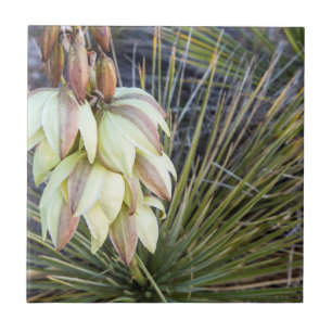 Soaptree Yucca Bloemen in de boven Missouri Tegeltje