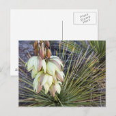 Soaptree Yucca Flowers in the Upper Missouri Briefkaart (Voorkant / Achterkant)