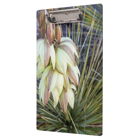 Soaptree Yucca Flowers in the Upper Missouri Klembord (Links)