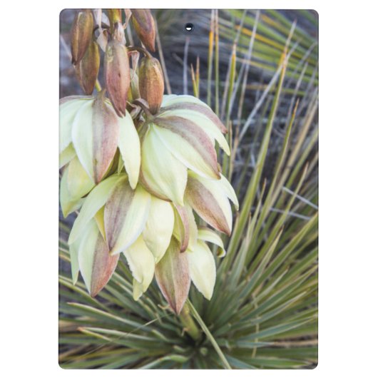 Soaptree Yucca Flowers in the Upper Missouri Klembord (Achterkant)