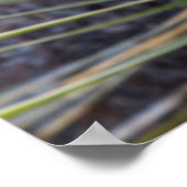 Soaptree Yucca Flowers in the Upper Missouri Poster (Hoek)