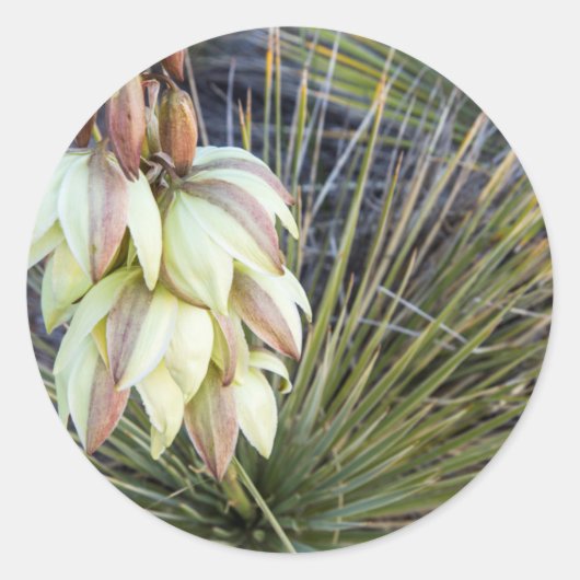 Soaptree Yucca Flowers in the Upper Missouri Ronde Sticker (Voorkant)