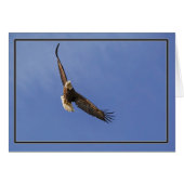 Soaring Bald Eagle (Voorkant Horizontaal)