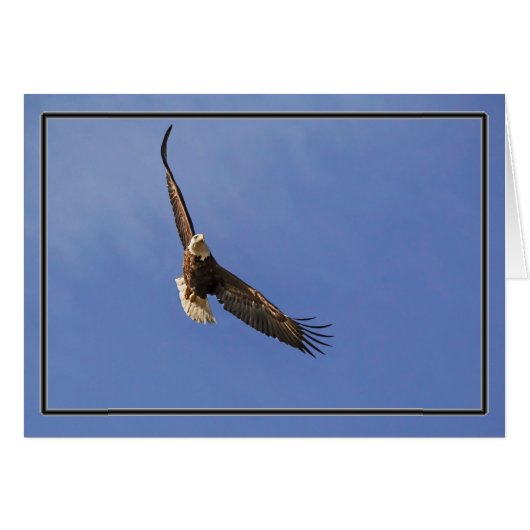 Soaring Bald Eagle (Voorkant Horizontaal)