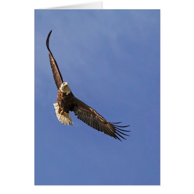 Soaring Bald Eagle (Voorkant)