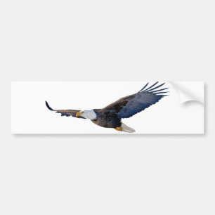 Soaring Bald Eagle Bumpersticker