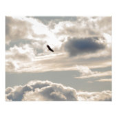 Soaring Bald Eagle Foto Afdruk (Voorkant)