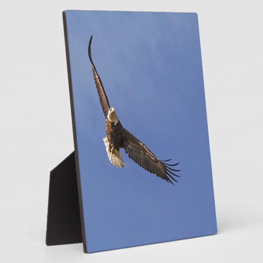 Soaring Bald Eagle Fotoplaat (Zijkant)