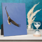 Soaring Bald Eagle Fotoplaat (Zijkant)