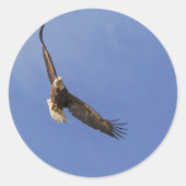 Soaring Bald Eagle Ronde Sticker (Voorkant)
